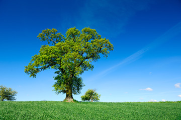 Fototapeta na wymiar Mighty Oak Tree in Green Field, Spring Landscape under Blue Sky
