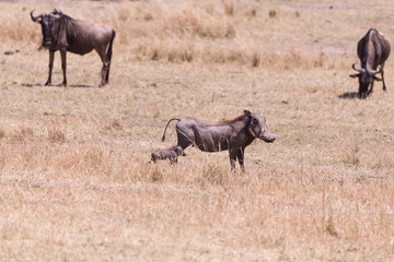 Obraz na płótnie Canvas Pumba and his son Masai Mara in Kenya, Africa