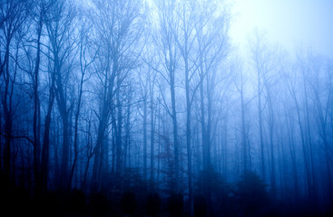 Foggy Forest