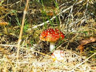 Poisonous mushrooms amanita muscaria in a forest