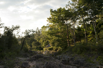 Mountain Pine Ridge Reserve, Trees