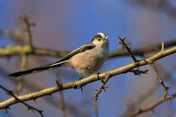 tailed tit on a twig