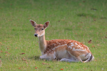 deer on the field