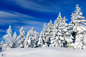 Winter Landscape, Spruce Tree Forest Covered by Snow, bright sunshine, blue sky