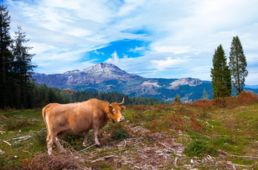 Fototapeta na wymiar COW IN THE MOUNTAIN
