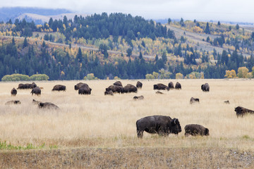 Fototapeta na wymiar Bison Herd