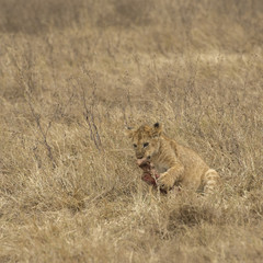 Lion cub chewing on bone in field of dried grass, Tarangire National Park,Tanzania, Africa