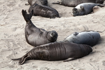 Fototapeta premium Sea elephant pups and females relaxing on the beach at Año Nuevo State Park, California, USA