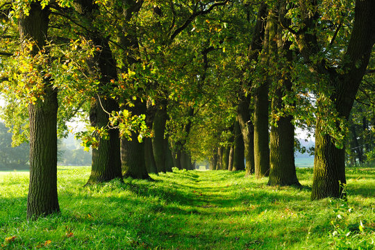 Avenue Of Old Oak Trees Illuminated By The Sun In Early Autumn, Grassy Road