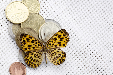 Fototapeta na wymiar Money and Butterfly