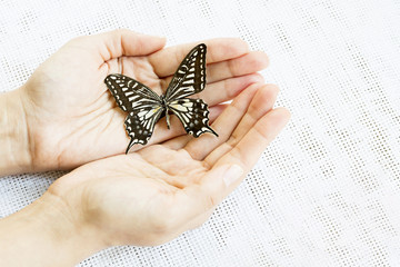 Hands Holding Black Butterfly - obrazy, fototapety, plakaty