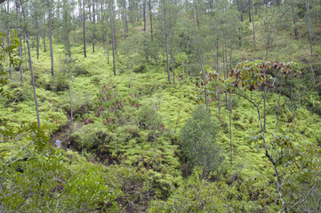 Mountain Pine Ridge Reserve, Rain Forest