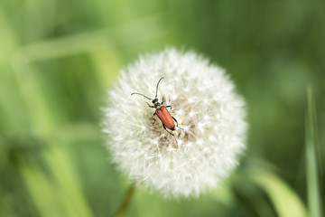 riposare sul morbido