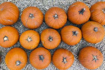 Pumpkins on hay