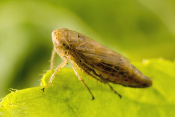 Tiny Leafhopper (Approx 3mm, 1/8 inch)