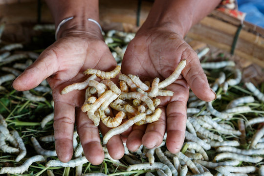 Background silkworm fed mulberry leaves on hand