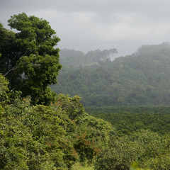 Mountain Pine Ridge Reserve, Landscape