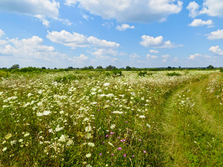 Green meadow with wild flowers © ihorbondarenko