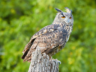 Eurasian Eagle Owl