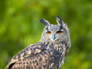 Eurasian Eagle Owl