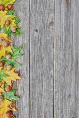 Leaves and seeds of oak tree on wooden background
