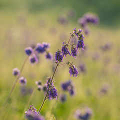 wild flowers and grass