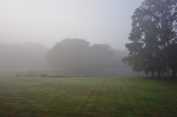 Fototapeta na wymiar Fog in the trees on a misty morning