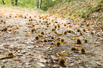 Autunno nei boschi