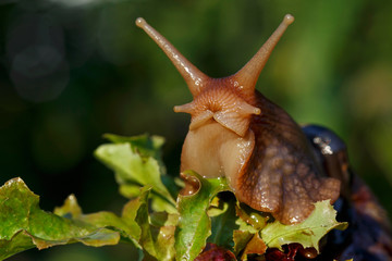 the big Achatina snail