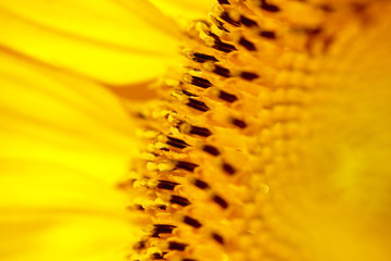 Macro of the a Sunflower