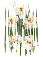 White dry orchid flowers on multicolor pressed decorative green