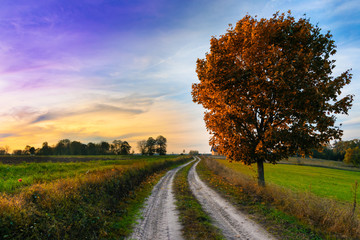 Autumn landscape with country road and red tree. Masuria, Poland.