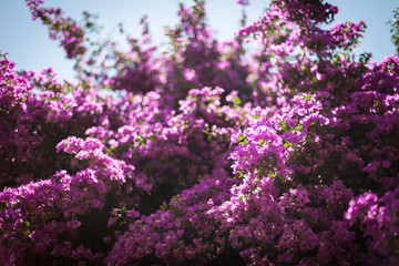 Obraz premium Fleurs violettes