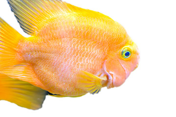 Parrot fish in aquarium, macro