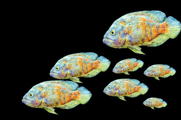 Astronotus ocellatus on a white background