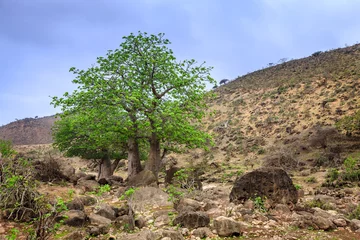 Zelfklevend Fotobehang Baobab Baobab tree