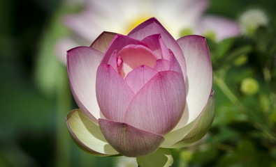 Lotus flower in partial bloom
