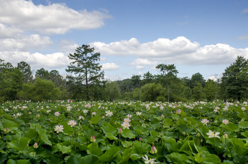Fototapeta na wymiar Pond filled with blooming lotus plants, clouds and blue skies above