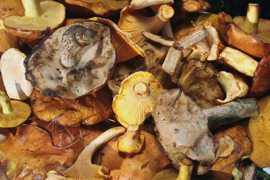 Chanterelle, yellow and red boletus, aspen and birch mushrooms