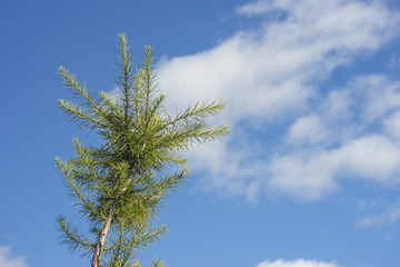 Skyward Pine