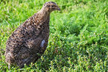 quail on a green grass in the spring