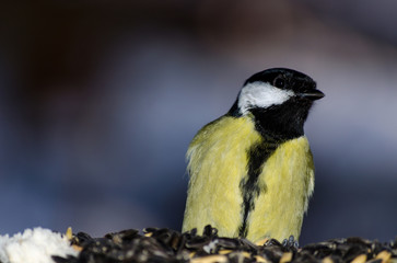 Great Tit - Parus Major