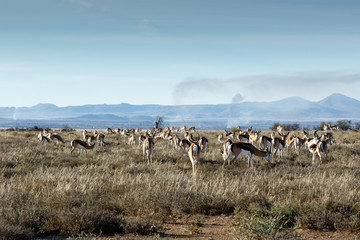 Fototapeta na wymiar Field of Springboks