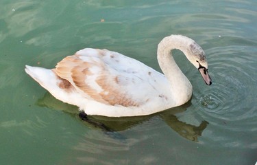 Лебедь на пруду ловит рыбу