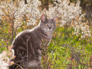 Blue tabby cat out in sunshine with white wildflower background