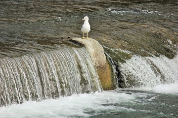 Чайки на реке ловят рыбу