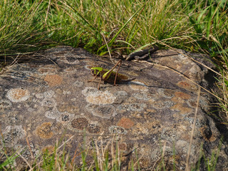  Long-legged grasshopper sat on lichen-covered stone in the meadow