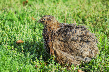 quail on a green grass in the spring