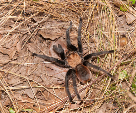 Oklahoma Brown tarantula in its native habitat