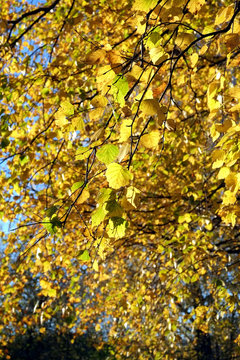 Beautiful yellow leaves hangs on branches over clear blue sky in bright autumn day closeup
